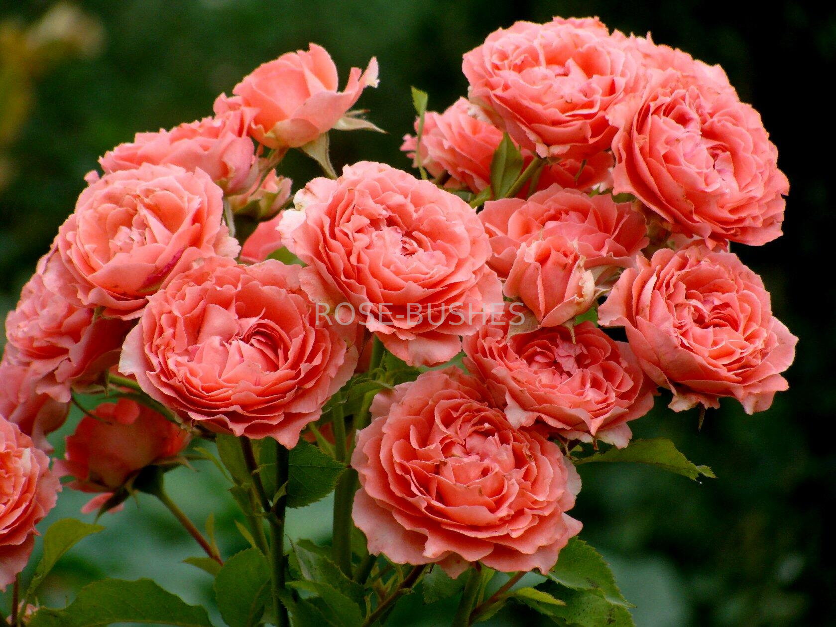 ������ ���� Corail Gelee. (����. ��������)